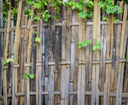 Plant on bamboo wooden wallの写真素材
