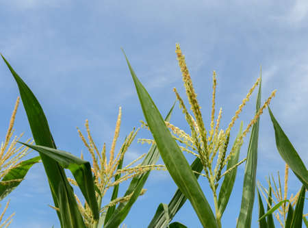Corn flower in blue skyの写真素材