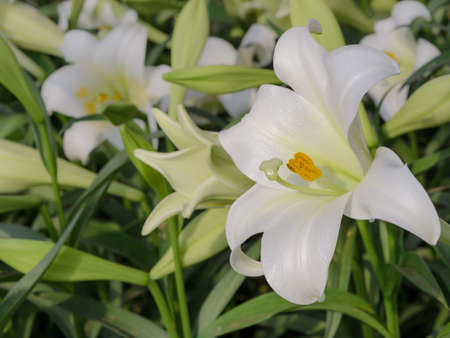 Close up of Lilium longiflorum (Easter lily)の写真素材
