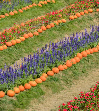 Colorful decorated flower garden with pumpkinの写真素材