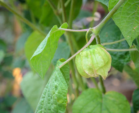Green calyx of Cape gooseberry Physalis peruviana plantの写真素材