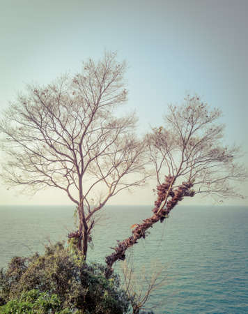 Dry branch tree on the coast in vintage effectの写真素材