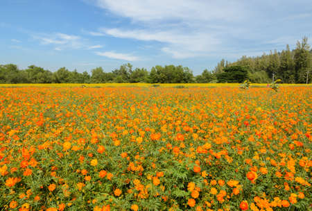 Beautiful orange cosmos flower fieldの写真素材