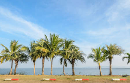 Tropical palm tree along the lakeの写真素材