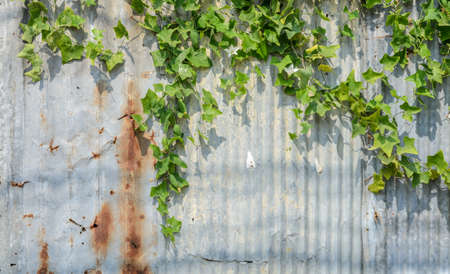 Ivy gourd or Coccina Grandis plant on corrugate wall