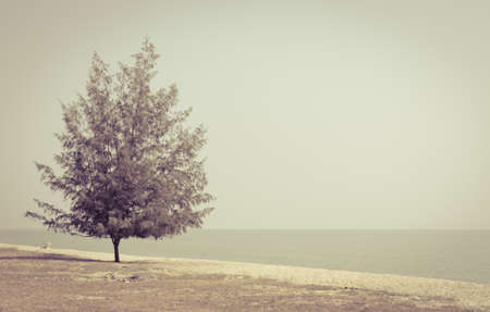 Seascape with lonely pine tree on beach in vintage style colorの写真素材