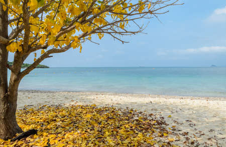 Tropical beach shore with yellow leaf tree Thailandの写真素材
