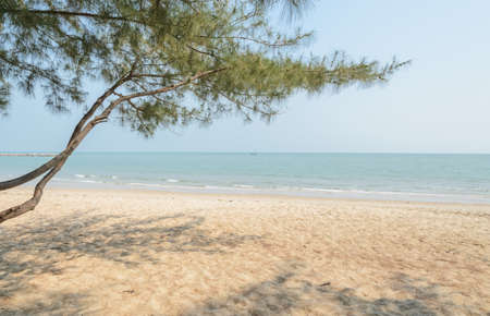 Seascape with pine branch tree on beachの写真素材