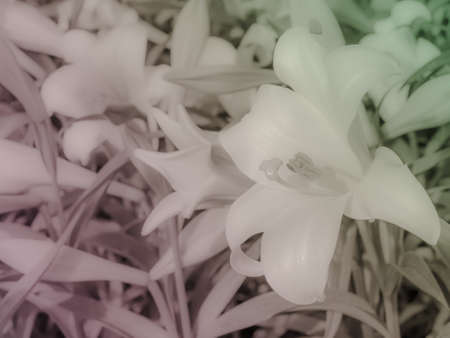 Close up of Lilium longiflorum (Easter lily)の写真素材