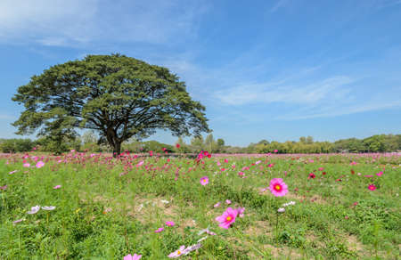 Beautiful view of cosmos flower field with big treeの写真素材