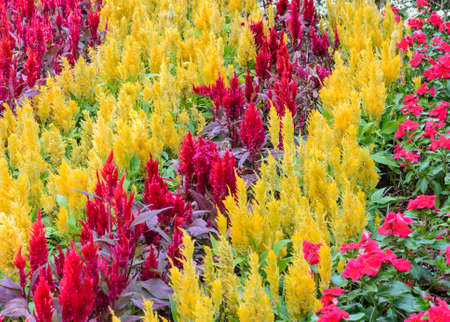 Colorful plumed cockscomb flower or Celosia argentea blossomの写真素材