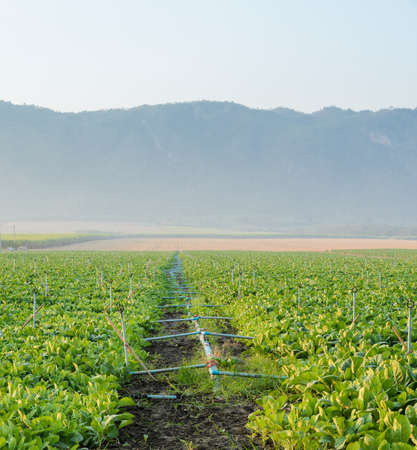 Chinese broccoli or Chinese kale field in the morningの写真素材