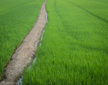 Landscape of green rice field with trail in Thailandの写真素材