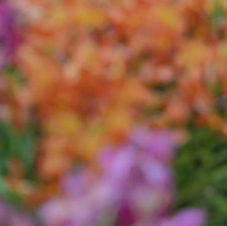 Abstract nature light background of defocus flower on springの写真素材