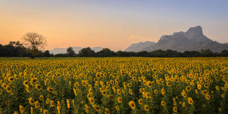 Beautiful sunset landscape with sunflower field and mountain backgroundの写真素材
