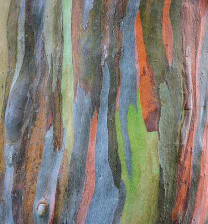 Colorful abstract background of Eucalyptus deglupta tree barkの写真素材