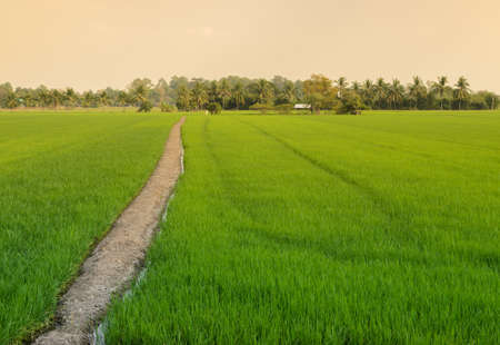 Landscape of green rice field with trail in Thailandの写真素材