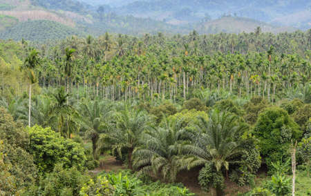 Elaeis guineensis tree or oil palm tree plantation in Thailandの写真素材