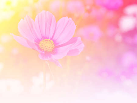 Pink cosmos in soft color effectの写真素材