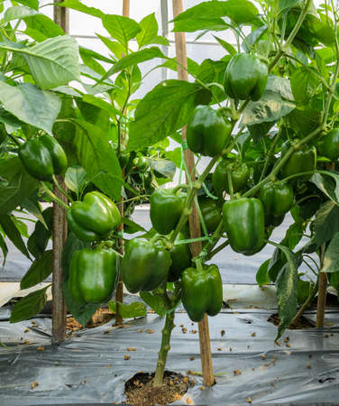 Green bell pepper plantation in greenhouse