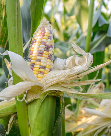 Multi-colored sweet corn on stalk is ready to harvestの写真素材