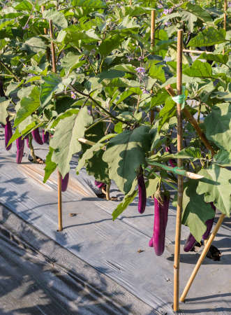 Purple long eggplant plantation in the garden with plastic film placed over the groundの写真素材