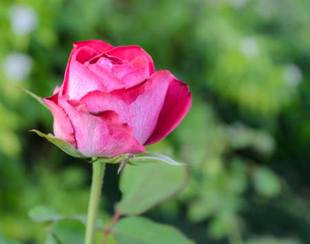 Shocking pink rose in the gardenの写真素材