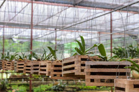 Vanda Orchid seedlings plant nursery in greenhouseの写真素材
