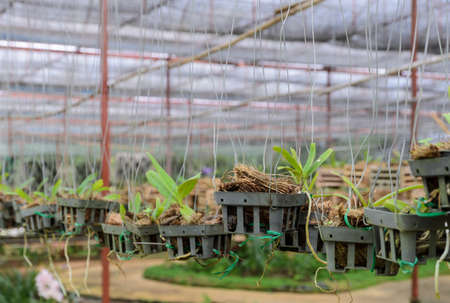 Dendrobium Orchid seedlings plant nursery in greenhouseの写真素材