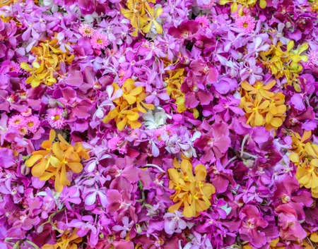 Pink and yellow orchid flower backgroundの写真素材