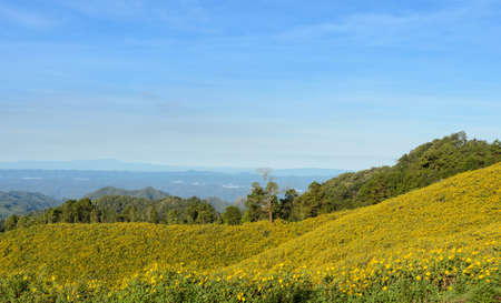 Mountain nature landscape with wild Mexican sunflower valley Tung Bua Tong  at Doi Mea U Koh in Maehongson Province, Thailand.の写真素材