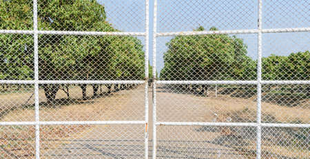 Closed white metal gate locked with a padlock and mango plantation in backgroundの写真素材