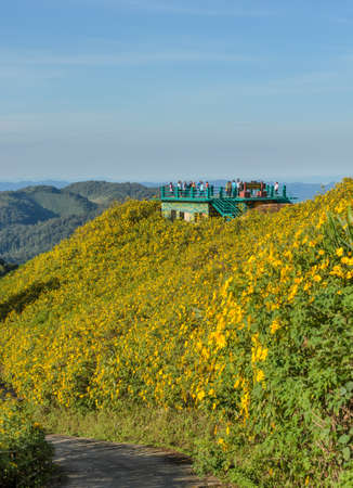 MAE HONG SON, THAILAND - NOVEMBER 18, 2015: Unidentify tourists at the mountain view point with scene of wild Mexican sunflower blooming valley (Tung Bua Tong ) at Doi Mea U Koh in Maehongson, Thailand.のeditorial素材
