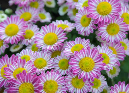 Closeup of Pink Chrysanthemum flowers in the garden