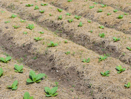 Tobacco plants growing in a field in Thailandの写真素材