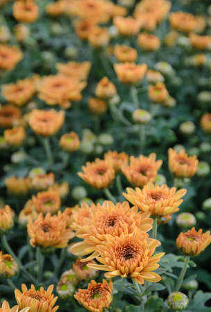 Closeup of Orange Chrysanthemum flowers in the gardenの写真素材