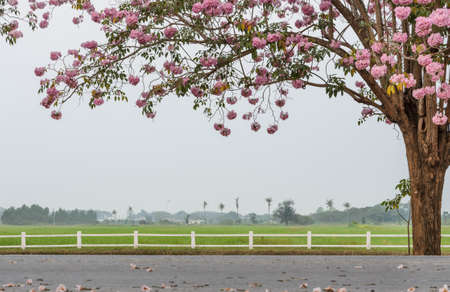Tabebuia or Pink trumpet blossom infront of green fieldの写真素材