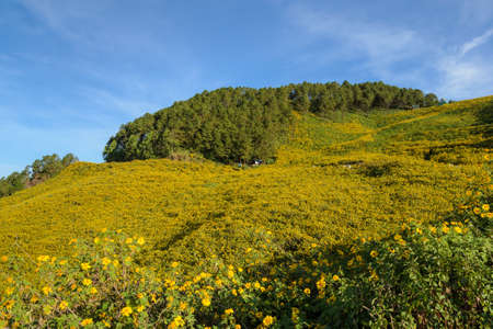 Beautiful wild Mexican sunflower mountain (Tung Bua Tong ) at Doi Mea U Koh in Maehongson Province, Thailand.の写真素材