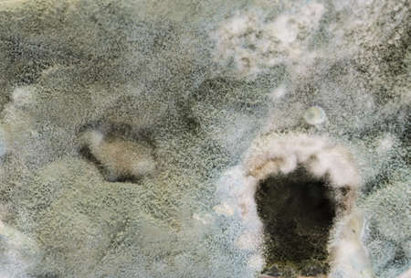 Close up of mold growing on cake in green and white sporesの写真素材
