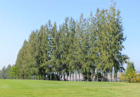 Beautiful landscape of a golf court with pine trees in sunny dayの写真素材