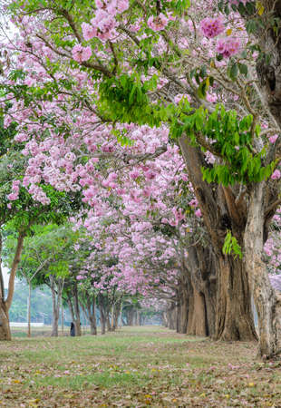Beautiful view pink flower tree tunnel of Tabebuia or trumpet treeの写真素材