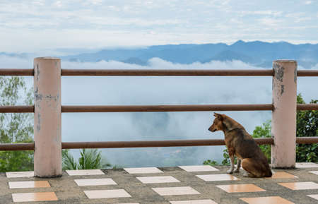 Domestic dog sitting at the mountain view point  with sea of fog  , Thailandの写真素材
