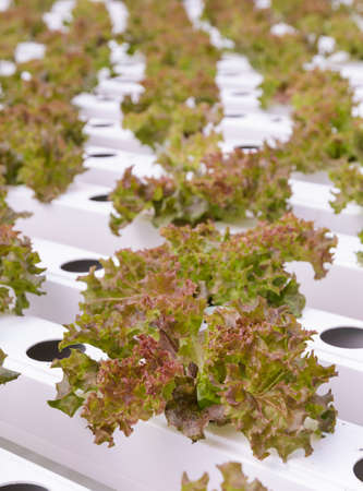 Hydroponic red coral leaf lettuce vegetables plantation in aquaponics systemの写真素材