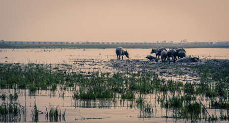 Herd of water buffalo in Talay-Noi Ramsar Sites at sunrise in Phattalung province , Thailand. Vintage color imageの写真素材