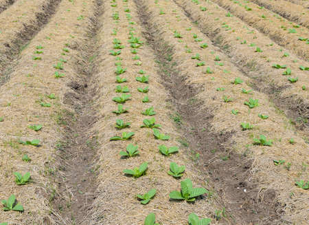 Tobacco plants growing in a field in Thailand