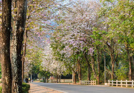 Road along with pink flower Lagerstroemia loudonii trees in full bloomの写真素材