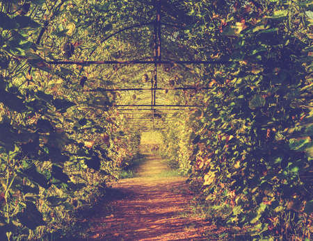 Green tunnel of pumpkin plant. Vintage filtered color effect imageの写真素材