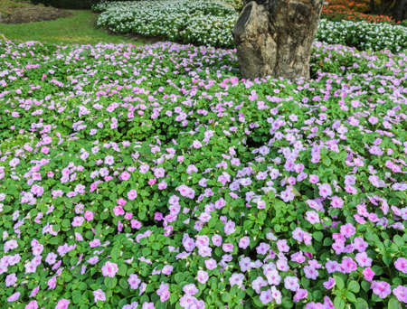 Pink Catharanthus roseus or Madagascar periwinkle flower bedの写真素材