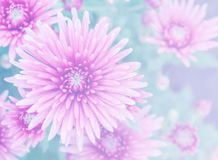 Closeup of Pink Chrysanthemum flowers in soft filtered effectの写真素材