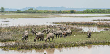 Herd of water buffalo in Talay-Noi Ramsar Sites in Phattalung province , Thailandの写真素材